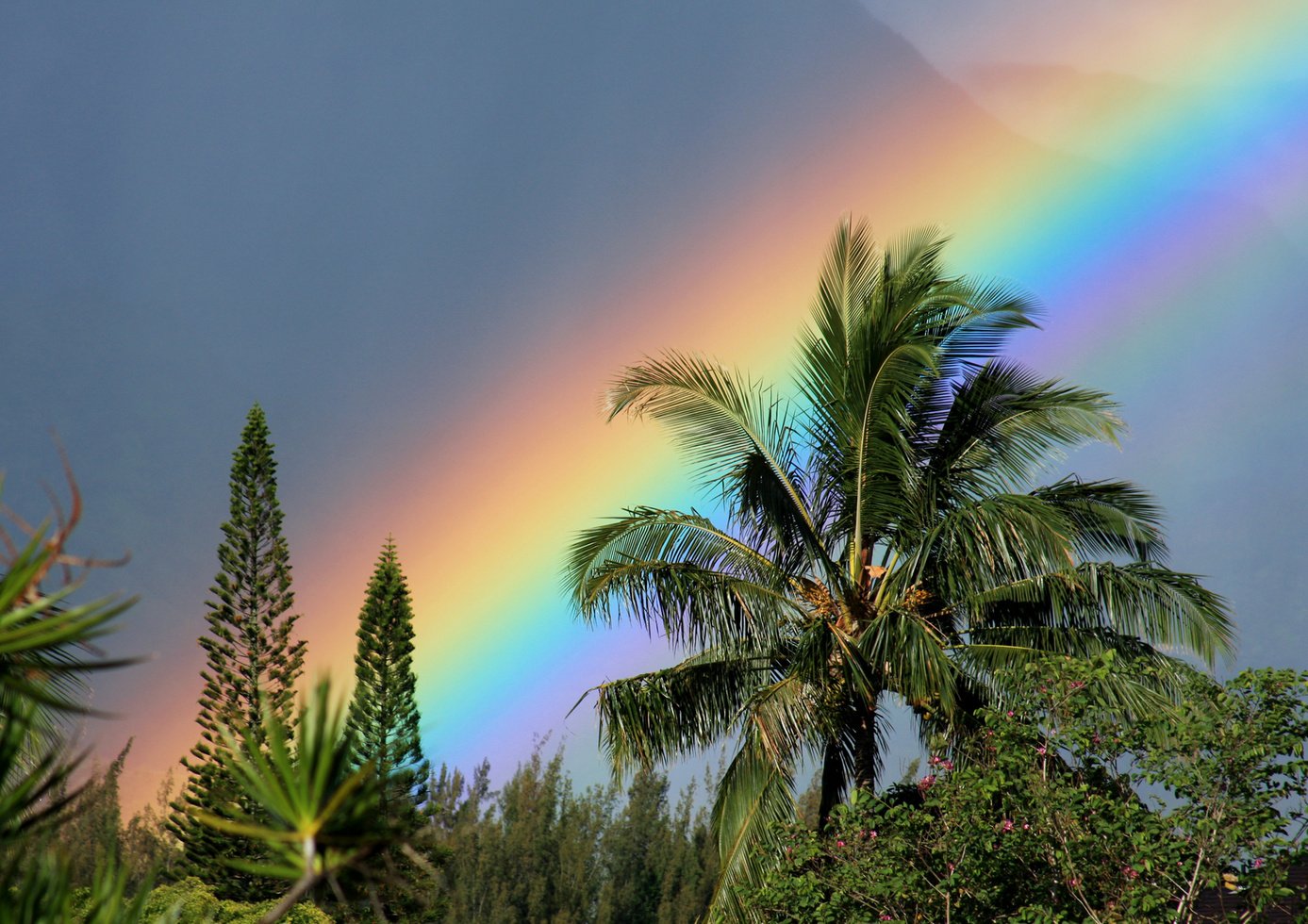 Kauai Hawaii Rainbow and palm tree